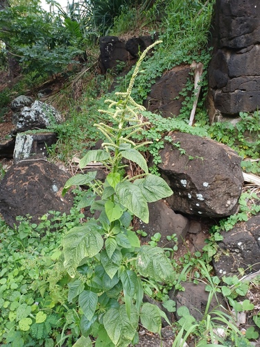 Amaranthus dubius observed 2023-07-05