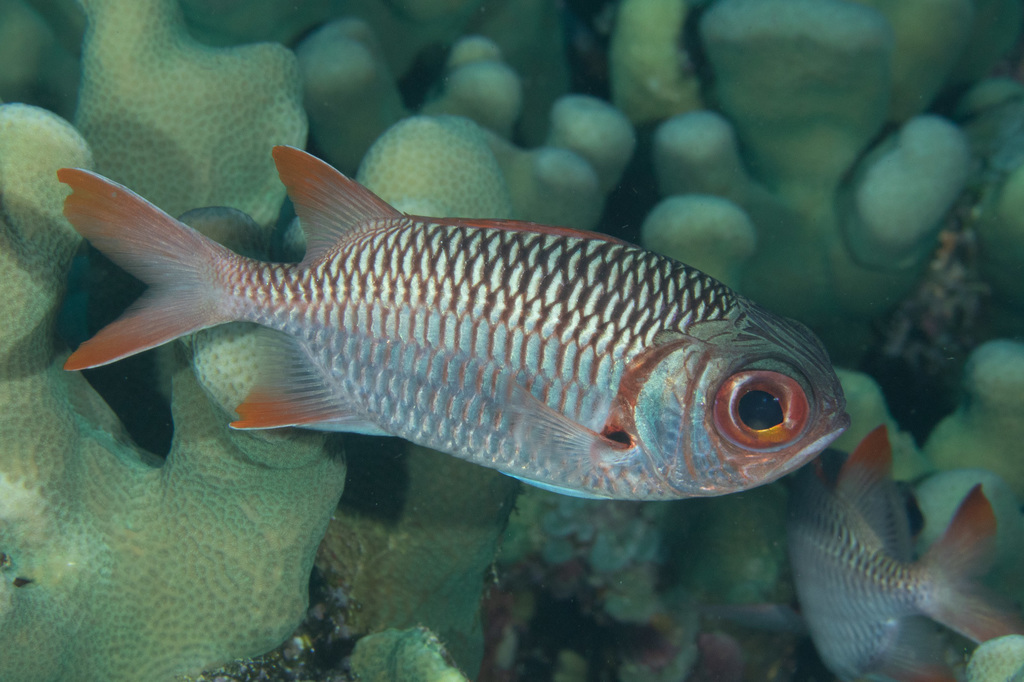 Lattice Soldierfish
