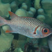 Violet Soldierfish - Photo (c) Mark Rosenstein, some rights reserved (CC BY-NC-SA), uploaded by Mark Rosenstein