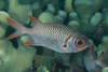 Violet Soldierfish - Photo (c) Mark Rosenstein, some rights reserved (CC BY-NC), uploaded by Mark Rosenstein
