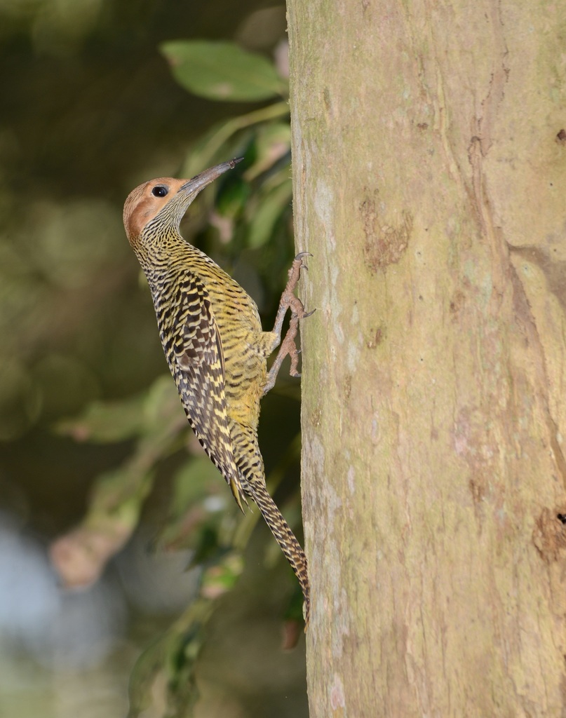 Fernandina's Flicker