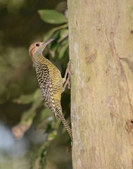 Colaptes fernandinae