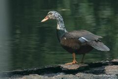 White-Winged Duck photo 4