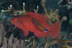 Cheilinus oxycephalus