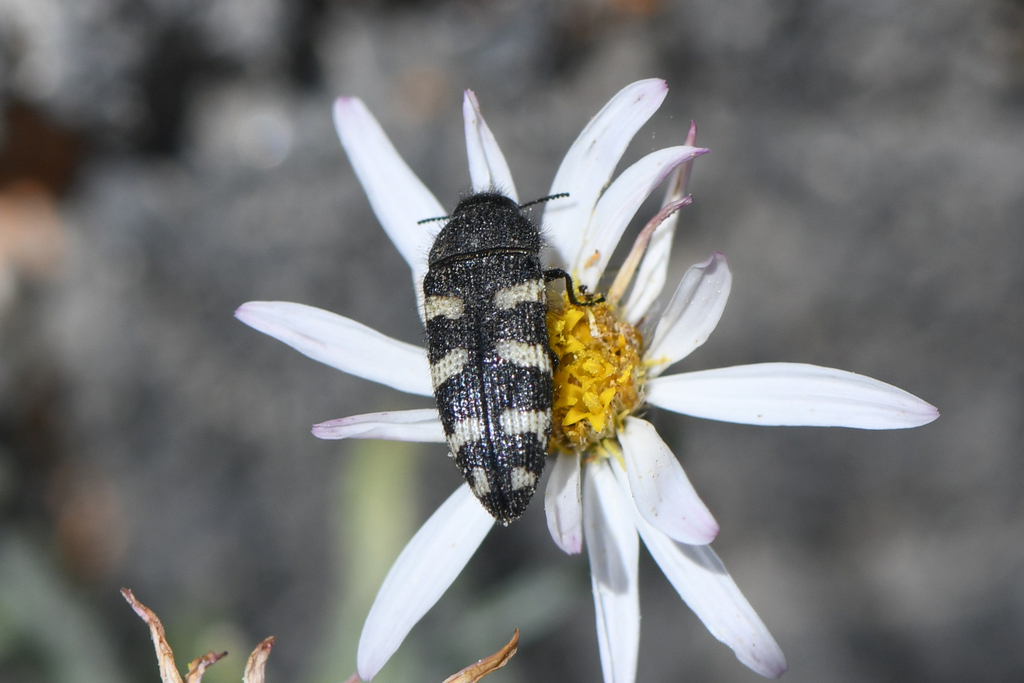 Acmaeodera alpina
