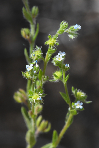 Lappula occidentalis (S.Watson) Greene