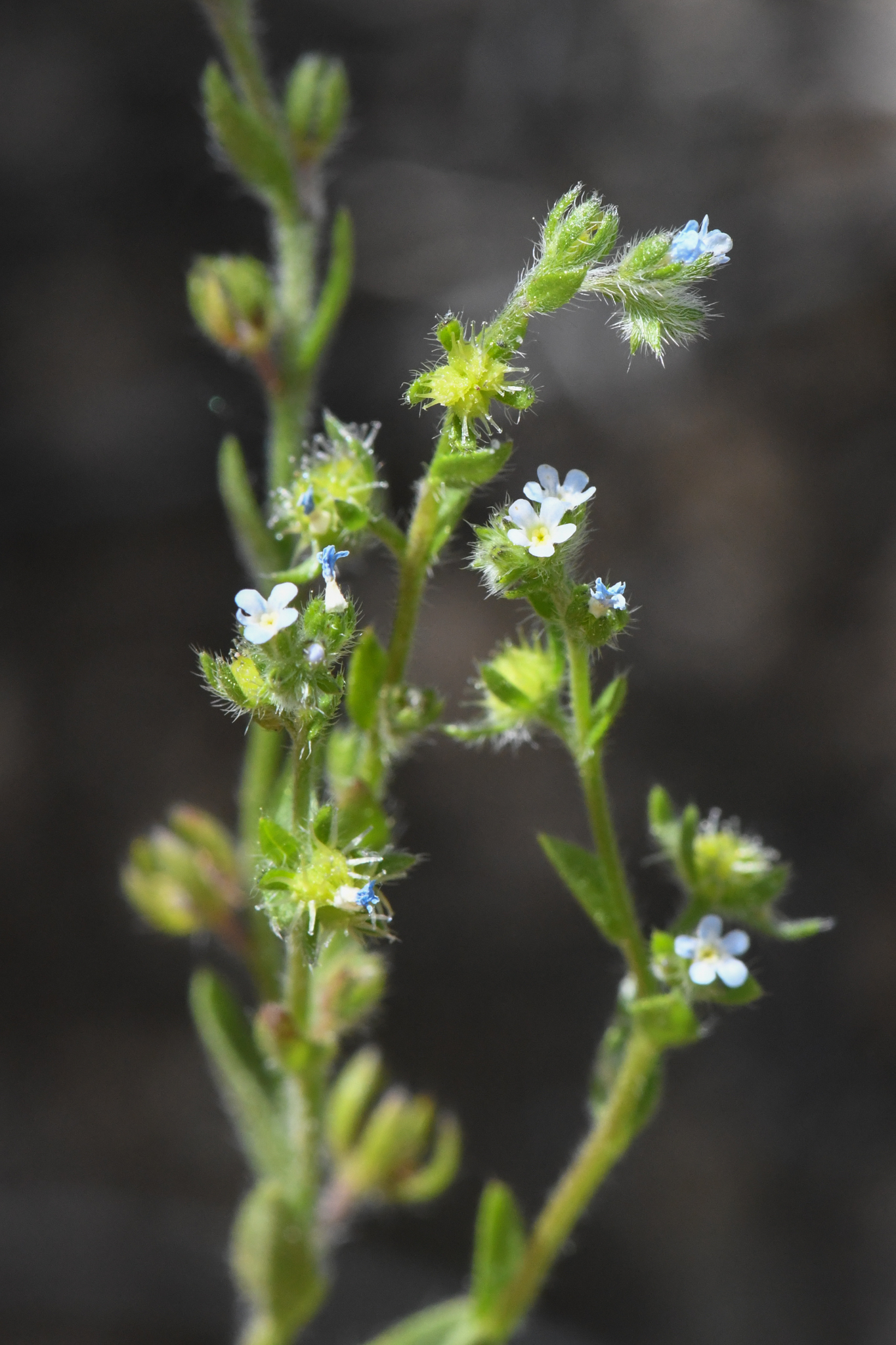 Lappula occidentalis
