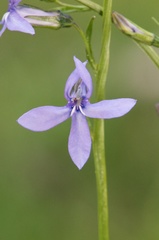 Lobelia anatina