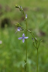 Lobelia anatina