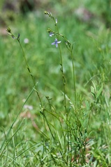 Lobelia anatina