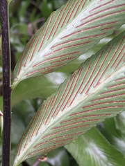 Asplenium oblongifolium