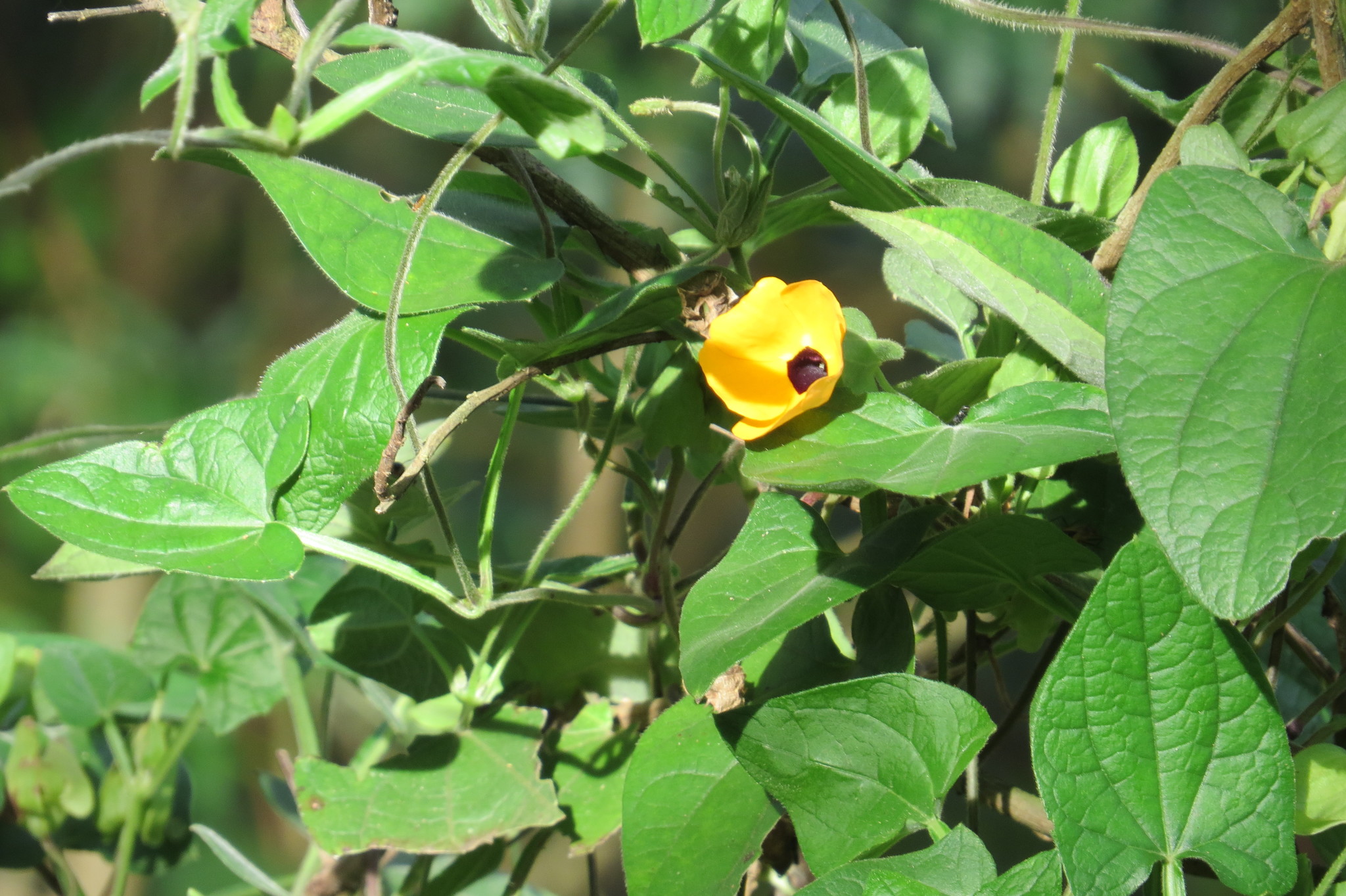 Thunbergia alata