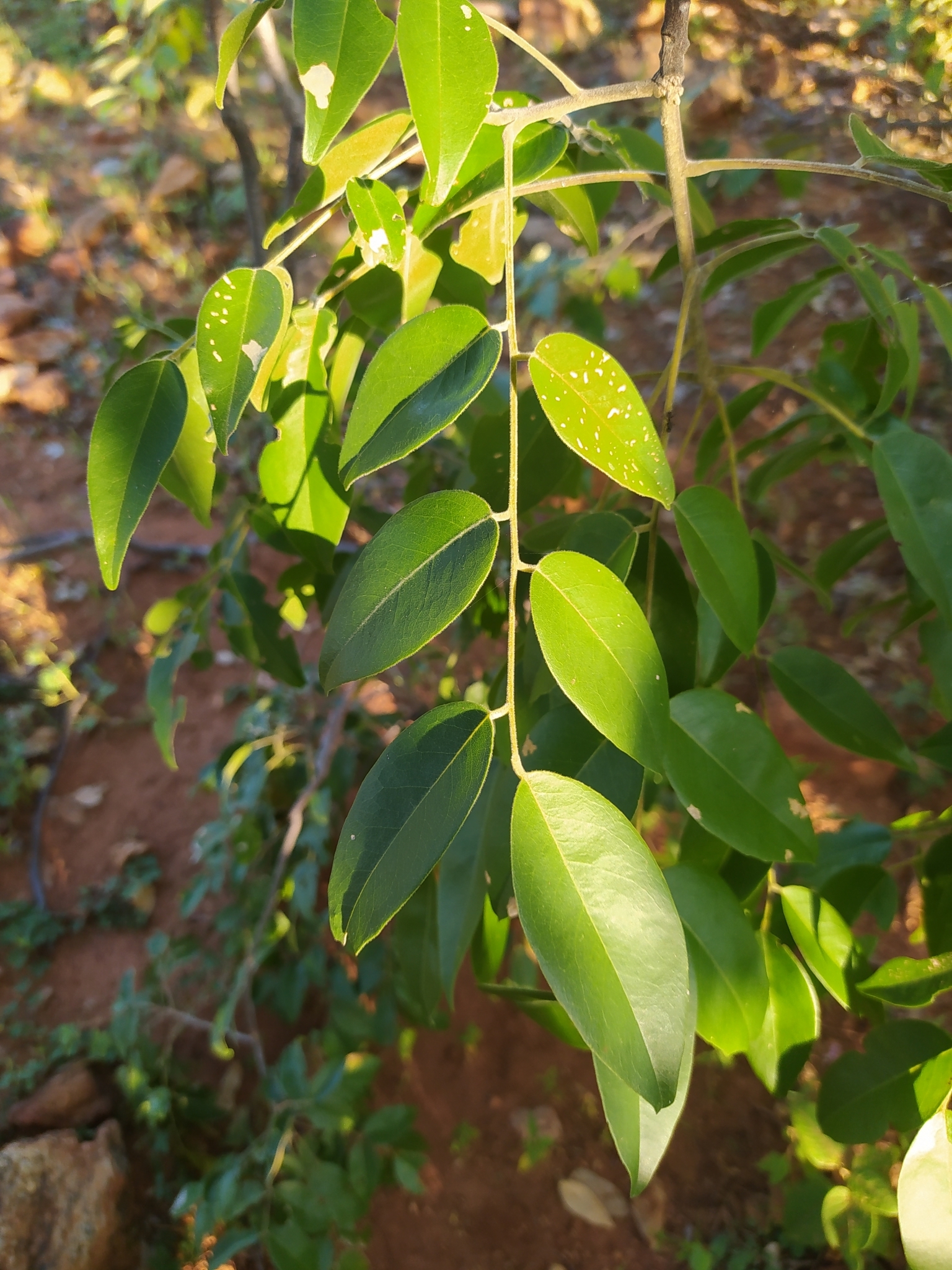 Luetzelburgia auriculata