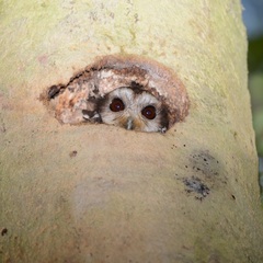 Margarobyas lawrencii