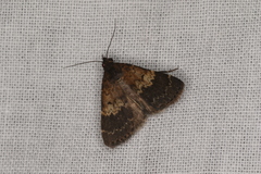 Hydrillodes metisalis