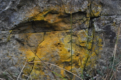 Leproplaca chrysodeta