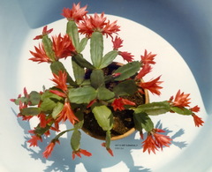 Rhipsalidopsis gaertneri