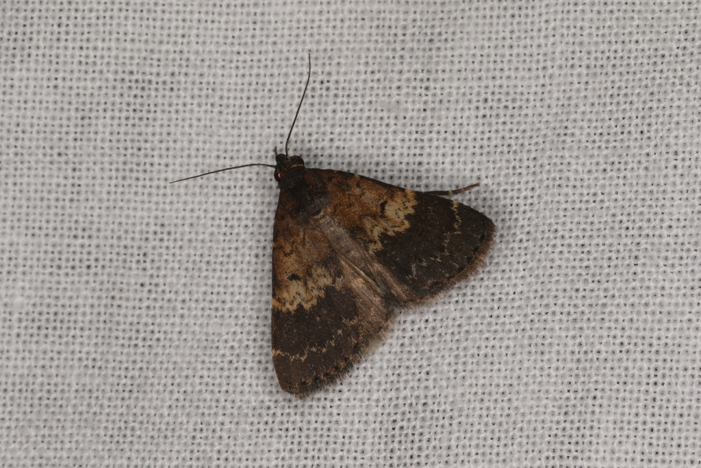 Hydrillodes metisalis