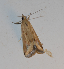 Achyra massalis