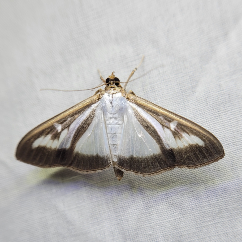 Pearl Moths