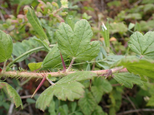 Image of Ribes divaricatum by (c) Cricket Raspet, some rights reserved (CC BY)