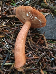 Lactarius subviscidus