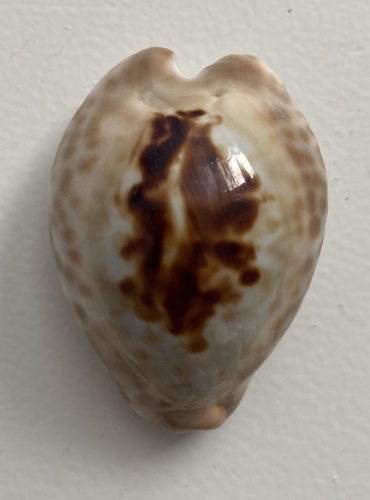 Cypraea teulerei observed 2015-02-26