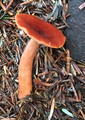 Lactarius subviscidus
