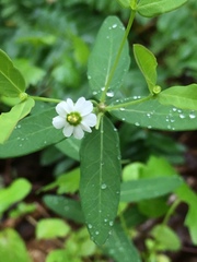 Euphorbia pubentissima