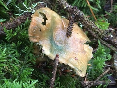 Lactarius rubrilacteus