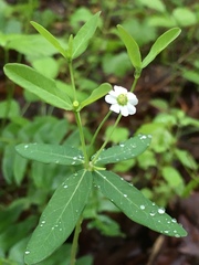 Euphorbia pubentissima