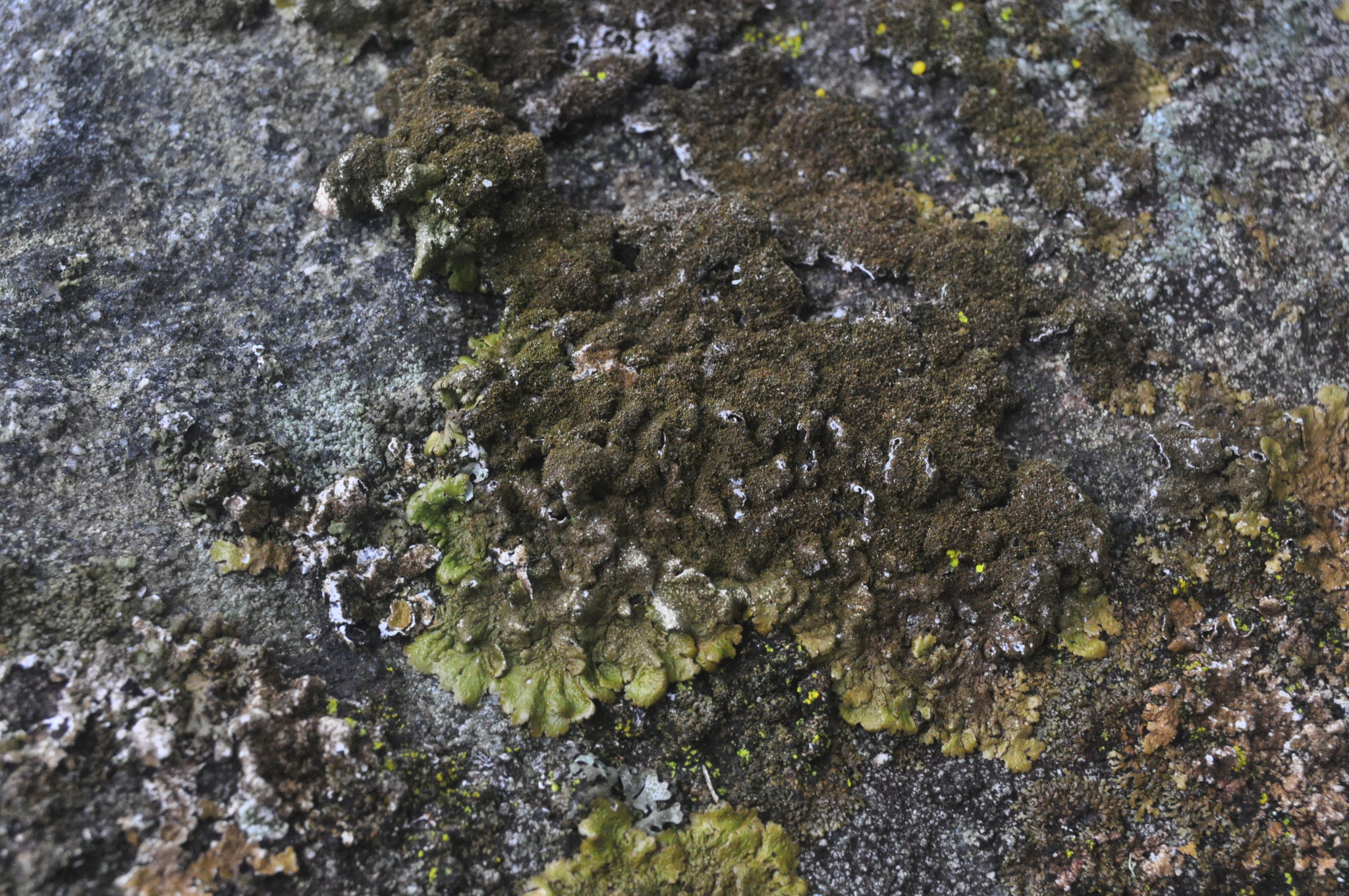 Melanelixia subaurifera image