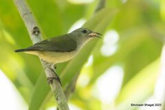Andaman Flowerpecker photo 2