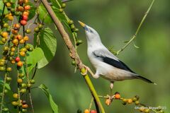 White-Headed Starling photo 2
