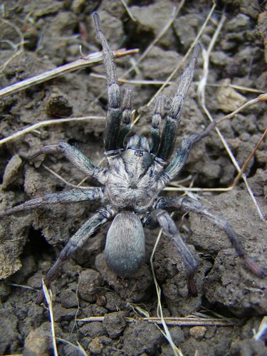 False Tarantula