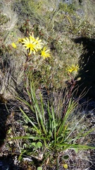 Dolichoglottis lyallii