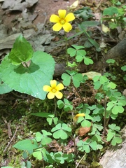 Oxalis colorea