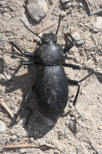 California Broad-necked Darkling Beetle photo 3