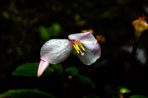 Sonerila tenuifolia observed 2023-07-01