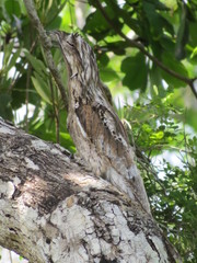 Nyctibius jamaicensis
