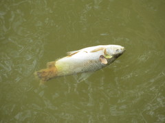 Prochilodus lineatus