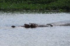 Hippopotamus amphibius