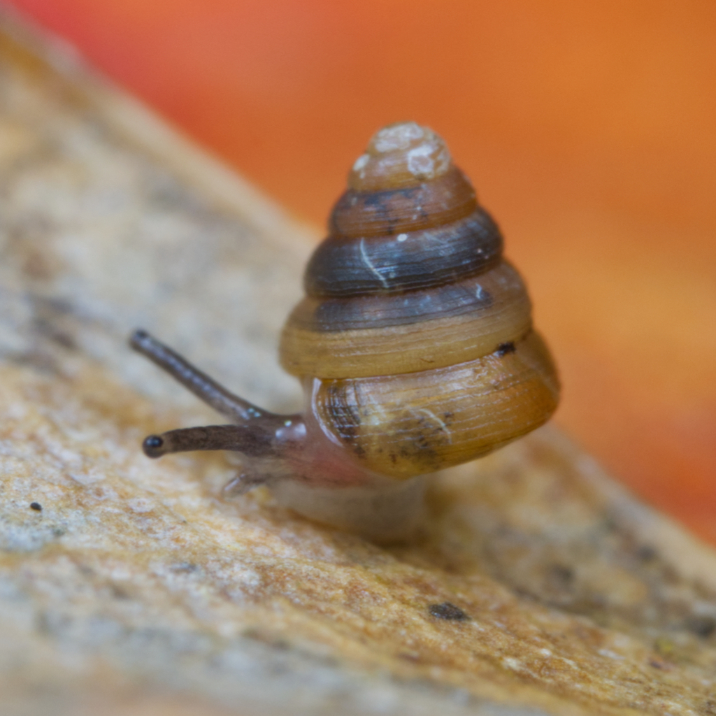 Coneuplecta circumcincta