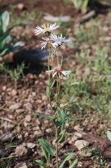 Erigeron eximius