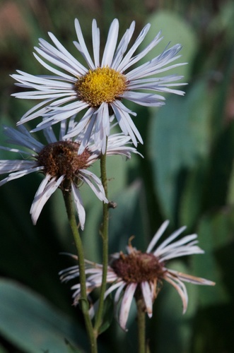 sprucefir fleabane (Erigeron eximius)