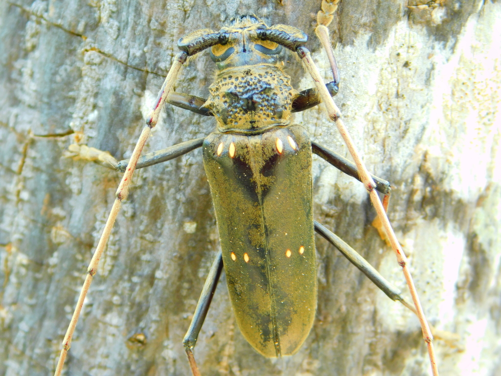 Susuacanga poricolle