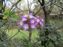 Lantana megapotamica