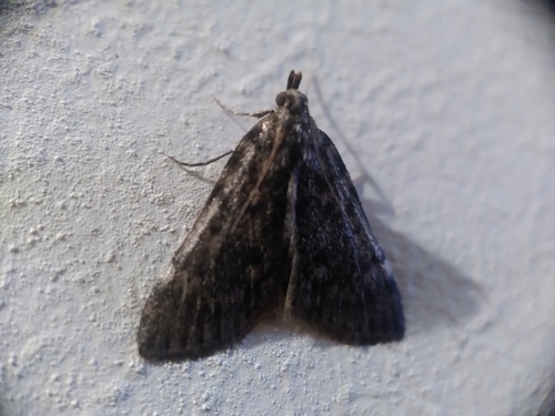Aglossa pinguinalis