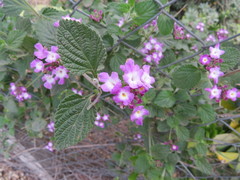Lantana megapotamica