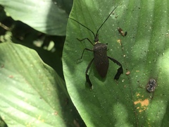 Acanthocephala latipes